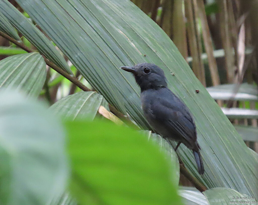 Dusky-throated Antshrike male adult