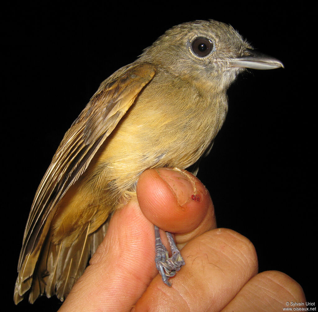 Dusky-throated Antshrike