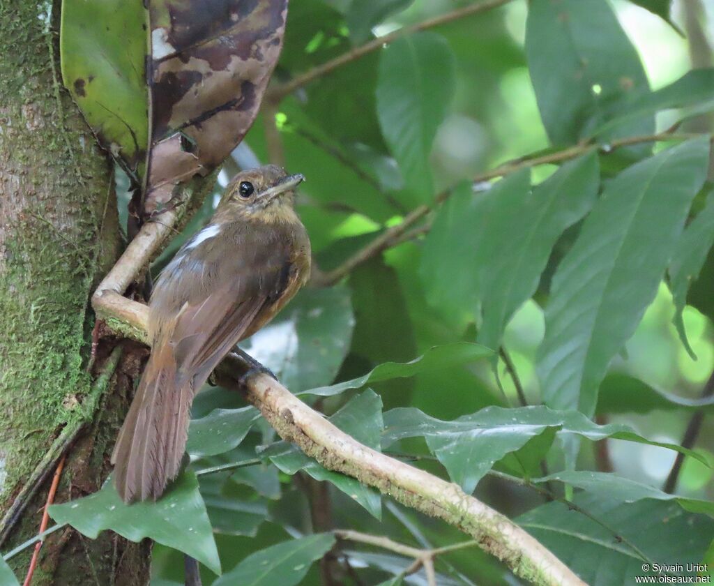 Cinereous Antshrike female adult