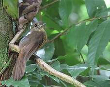 Cinereous Antshrike