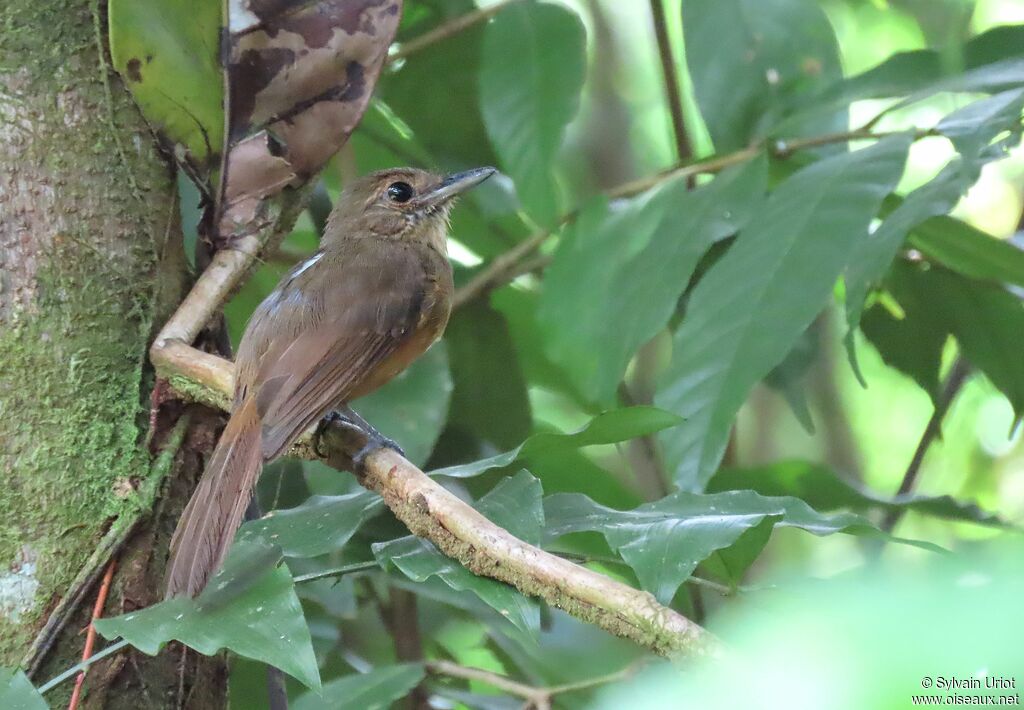 Cinereous Antshrike female adult