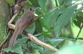 Cinereous Antshrike