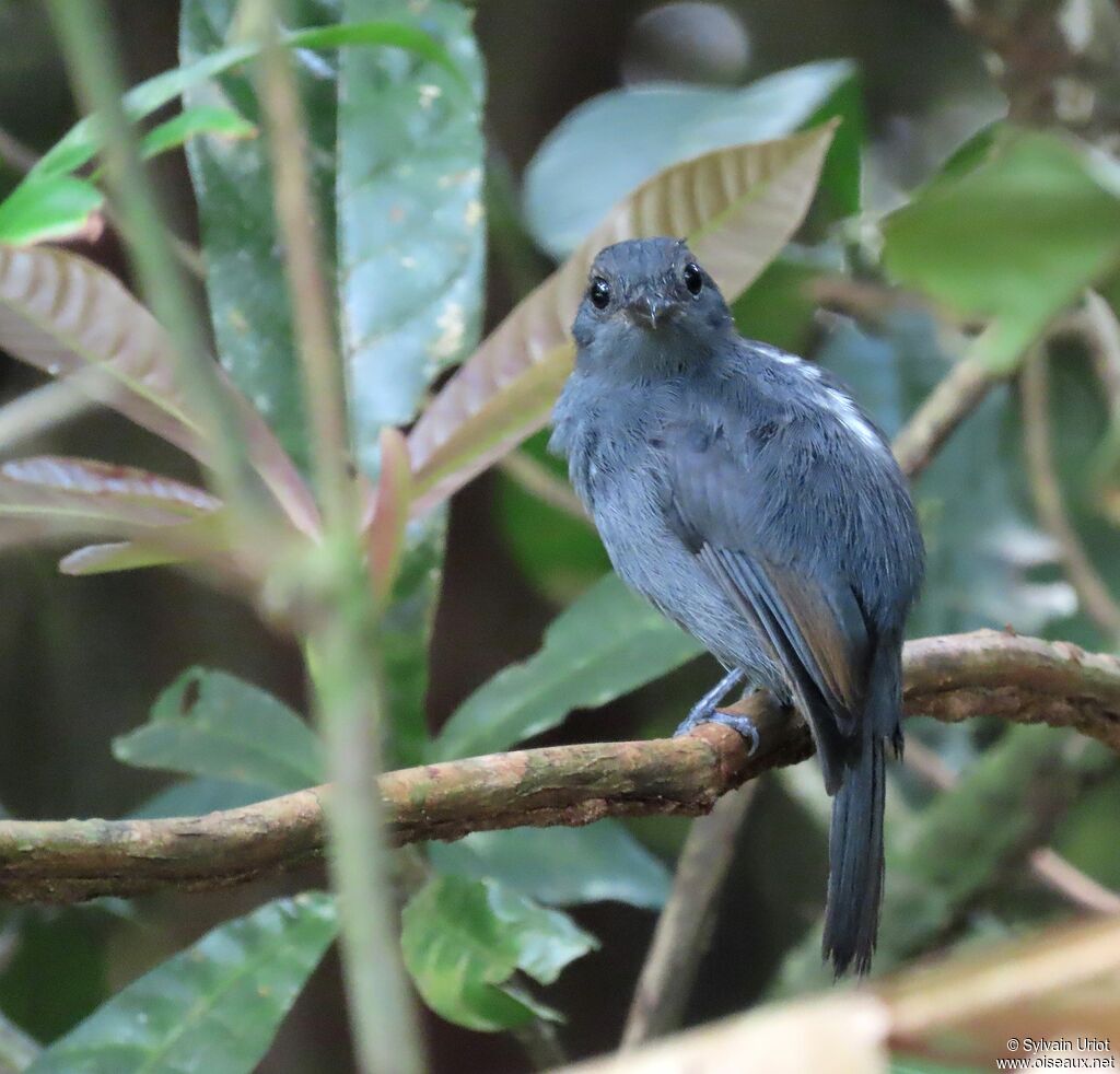 Cinereous Antshrike male immature