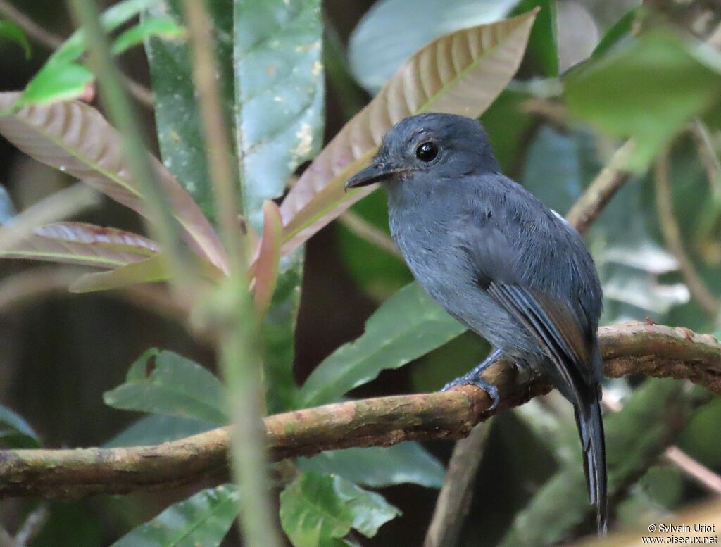 Cinereous Antshrike male immature