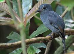 Cinereous Antshrike