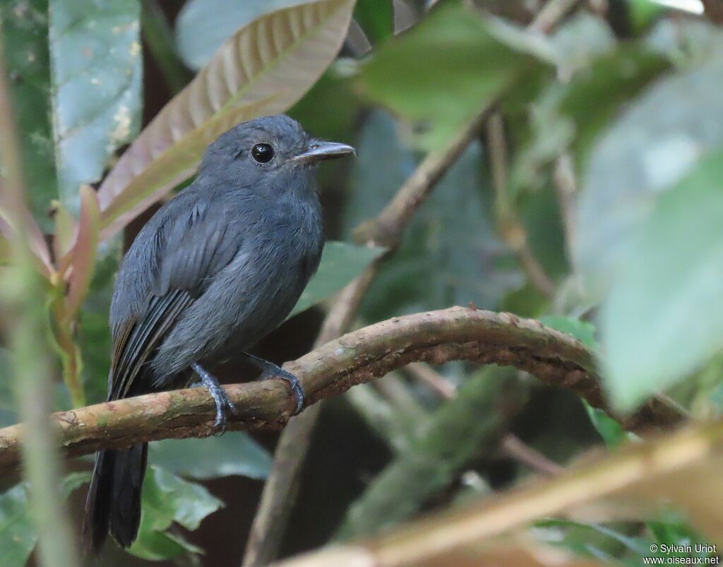 Cinereous Antshrike male adult