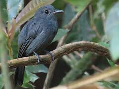 Cinereous Antshrike