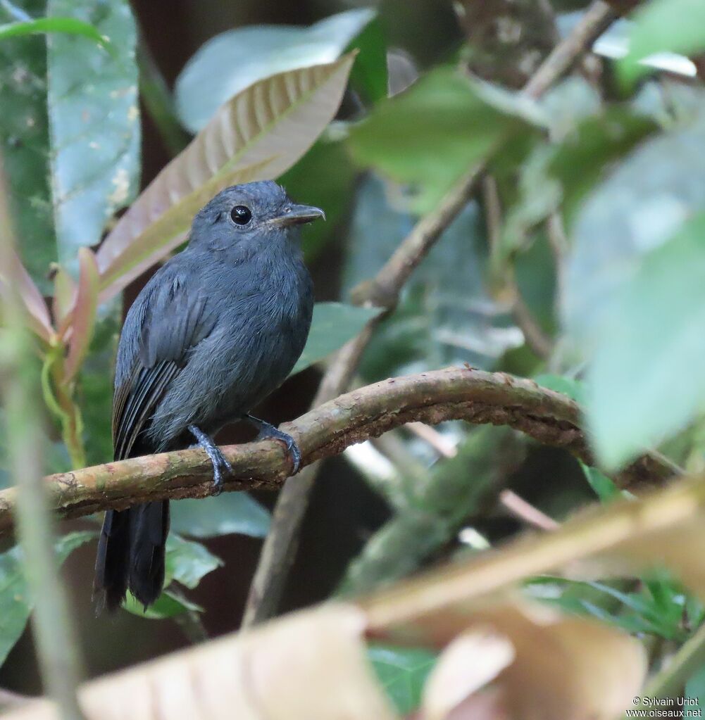 Cinereous Antshrike male adult