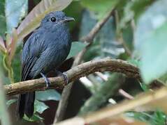 Cinereous Antshrike