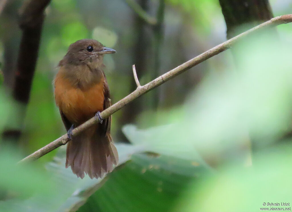 Cinereous Antshrike female adult