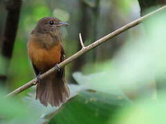 Cinereous Antshrike