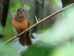 Cinereous Antshrike