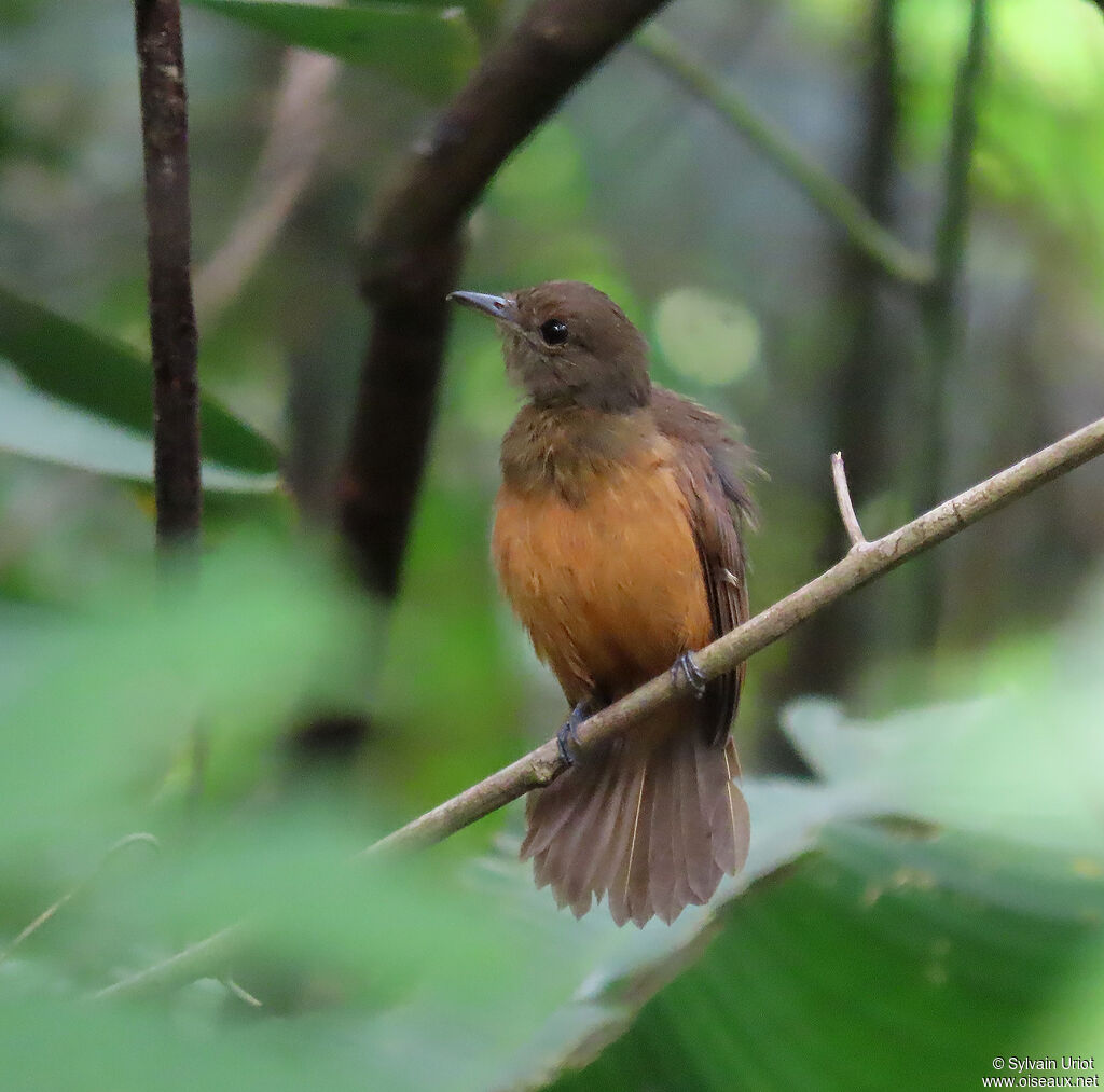 Cinereous Antshrike female adult