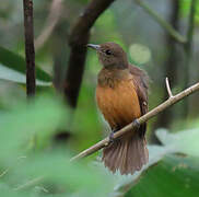 Cinereous Antshrike