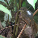 Batara cendré