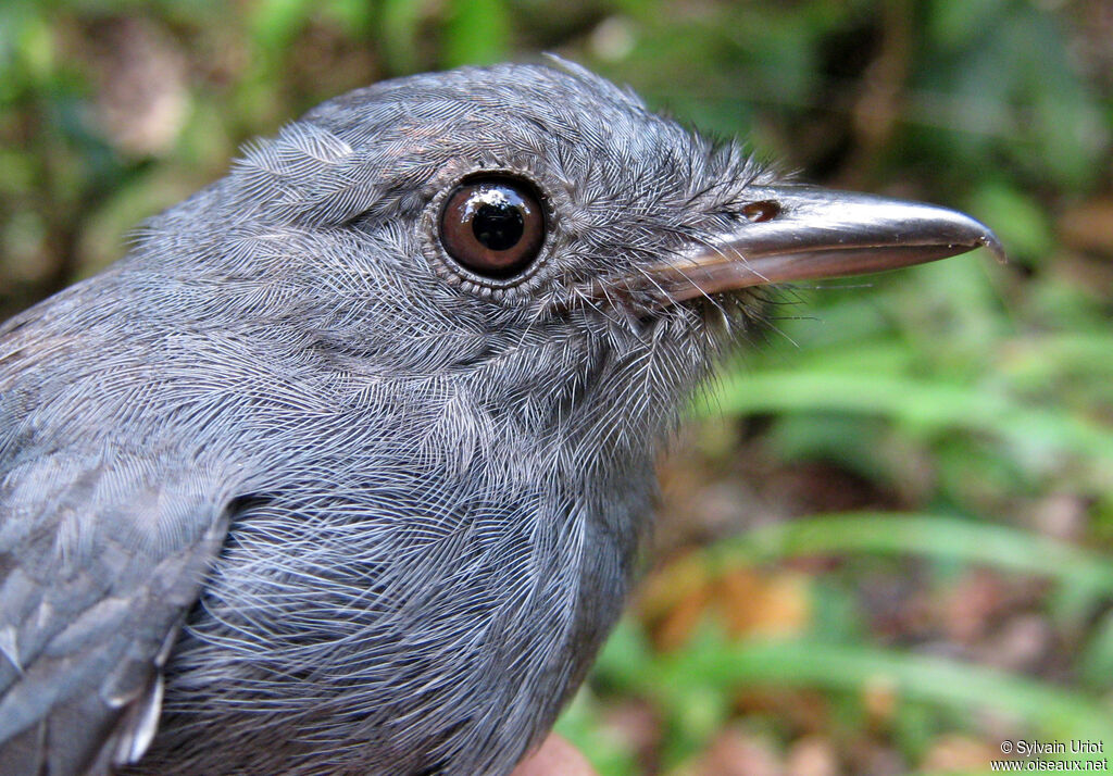 Cinereous Antshrike male adult