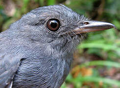 Cinereous Antshrike