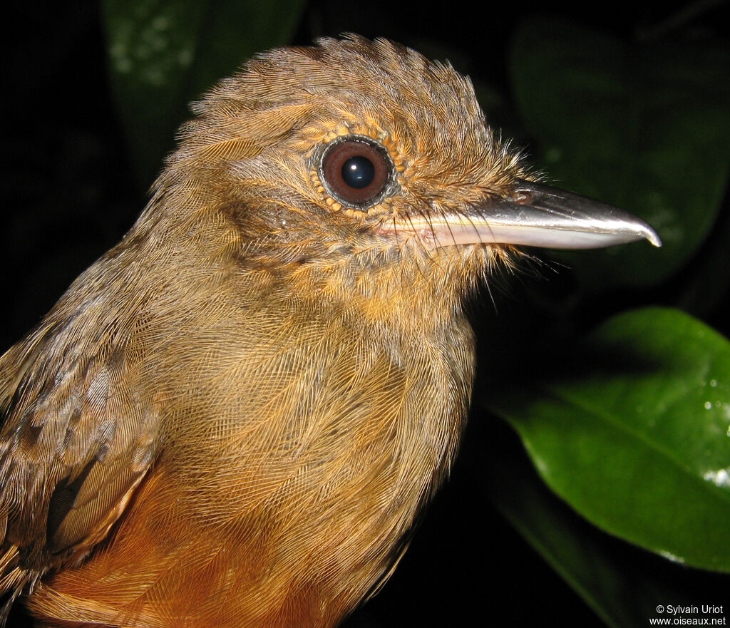 Cinereous Antshrike female adult