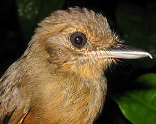 Cinereous Antshrike