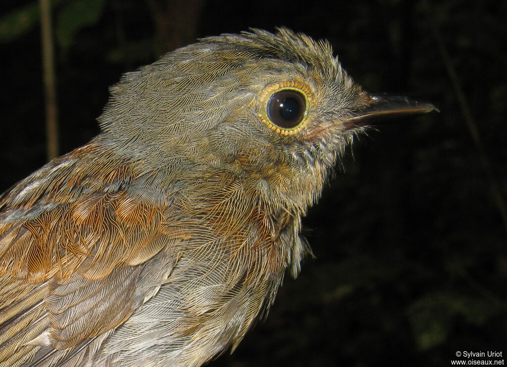 Cinereous Antshrikeimmature