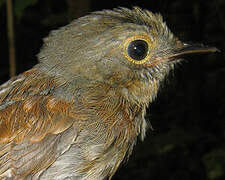 Cinereous Antshrike