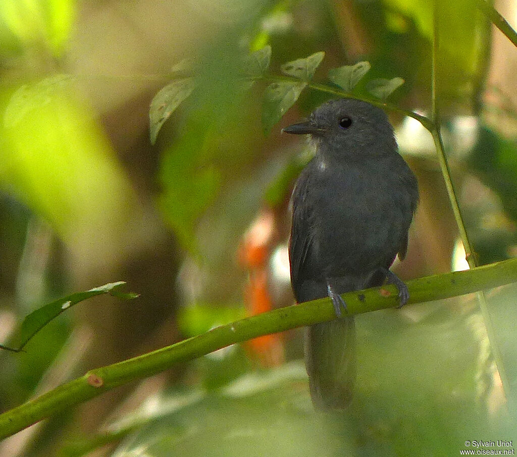 Cinereous Antshrike male adult