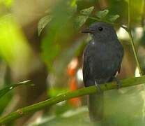 Cinereous Antshrike