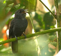 Cinereous Antshrike