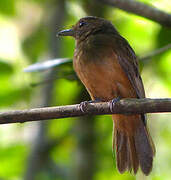 Cinereous Antshrike