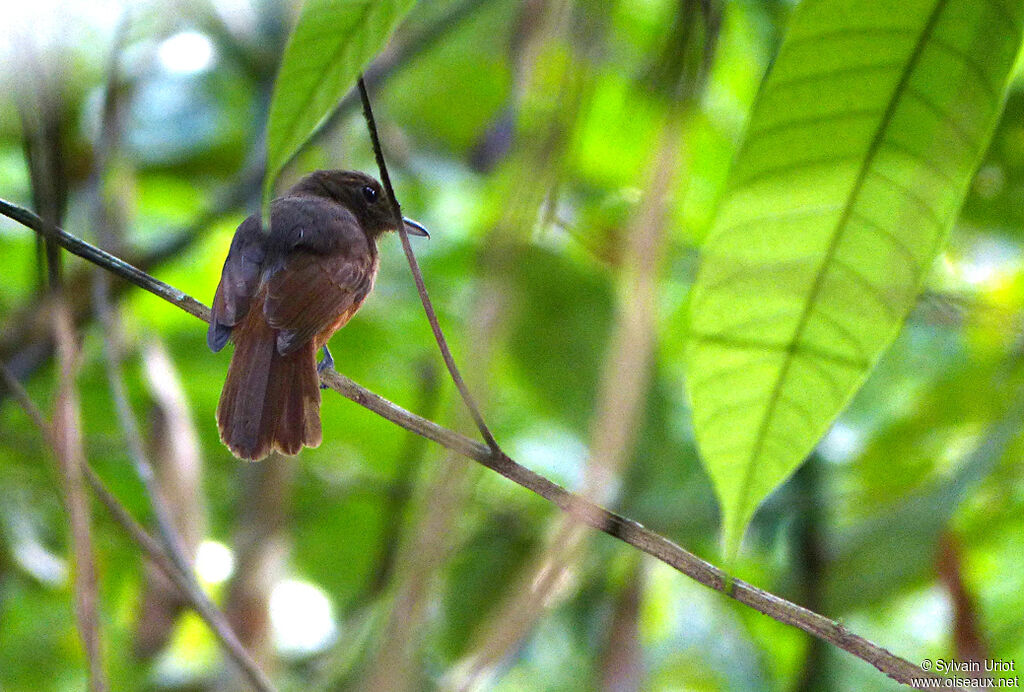 Cinereous Antshrike female adult