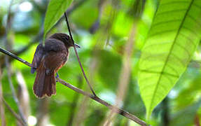 Cinereous Antshrike