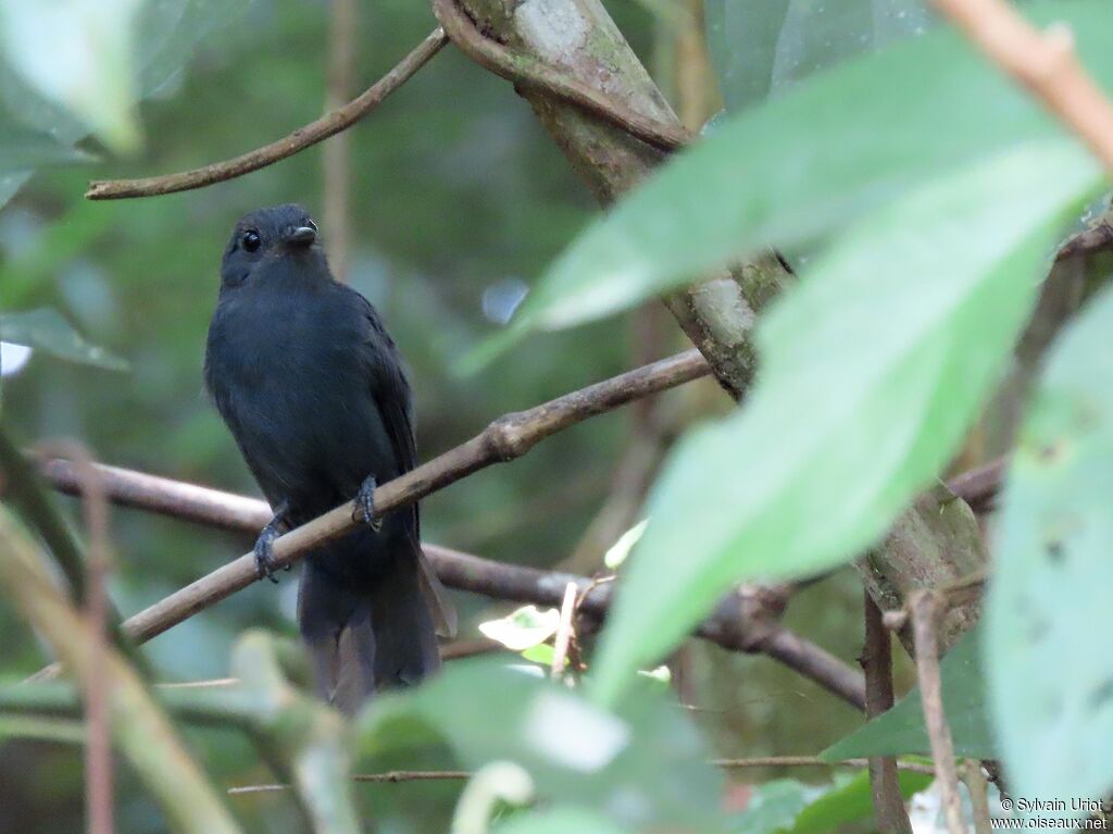 Cinereous Antshrike male adult