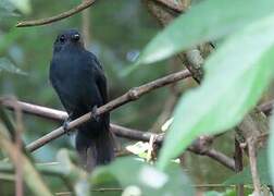 Cinereous Antshrike