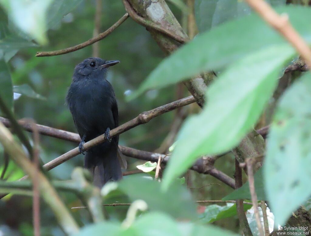 Cinereous Antshrike male adult