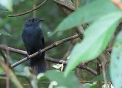 Cinereous Antshrike