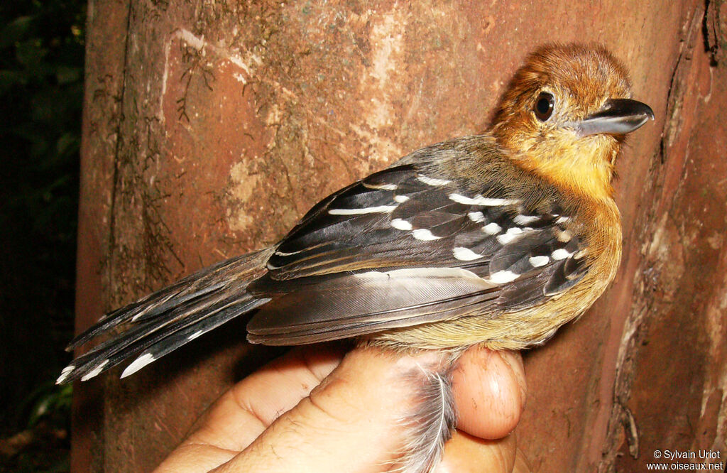 Amazonian Antshrike female adult