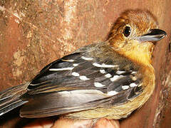 Amazonian Antshrike