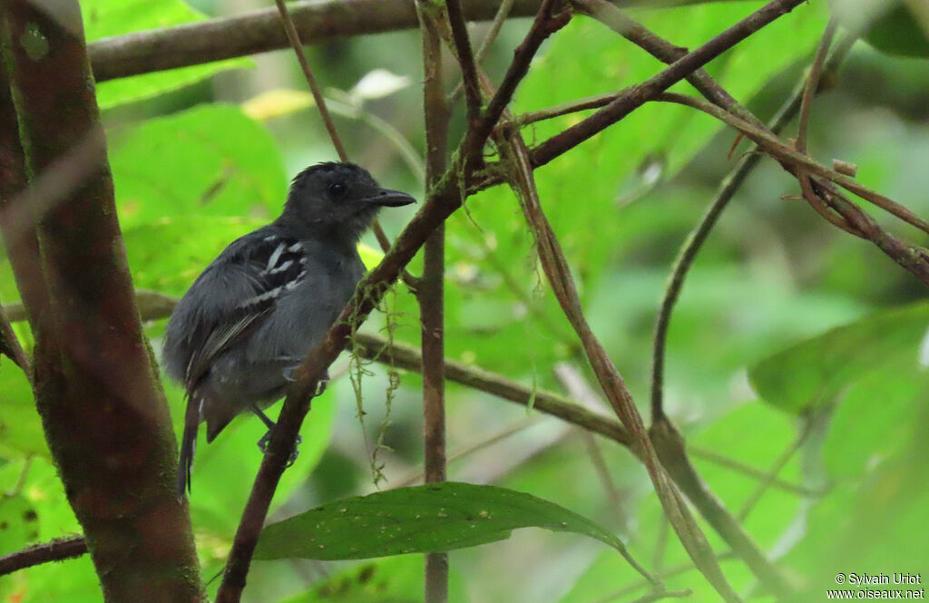 Amazonian Antshrike male adult