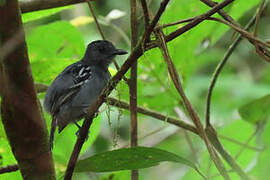 Amazonian Antshrike