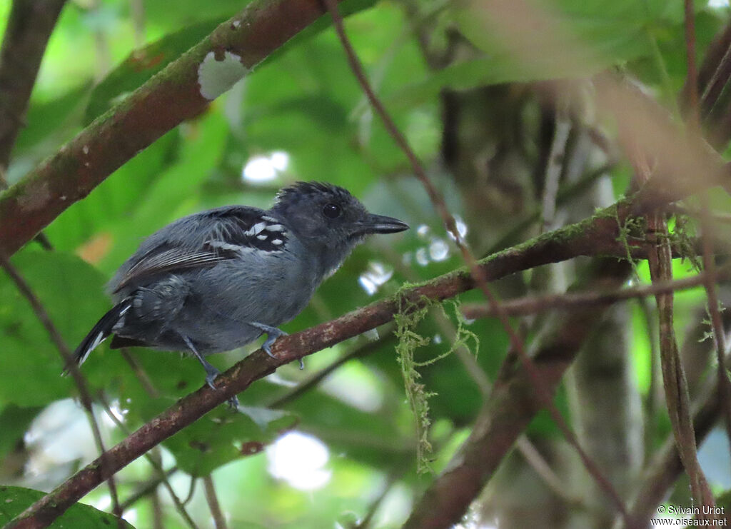 Amazonian Antshrike male adult