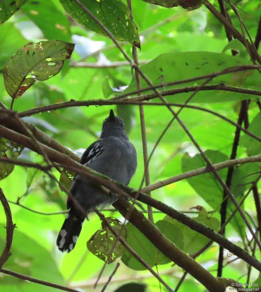 Amazonian Antshrike male adult