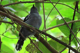 Amazonian Antshrike