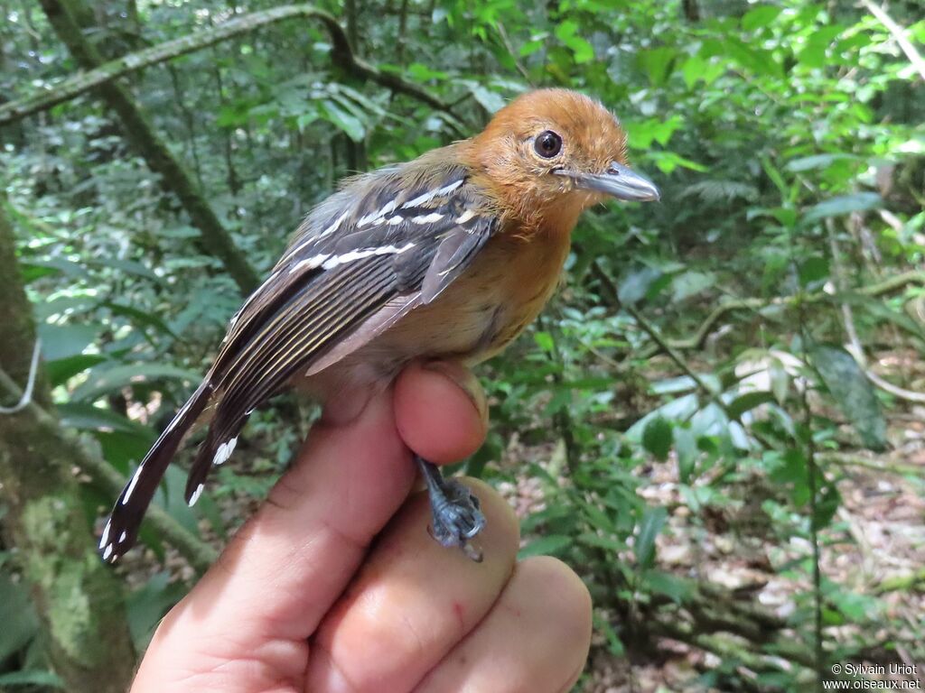 Amazonian Antshrike female adult