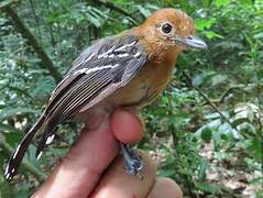 Amazonian Antshrike