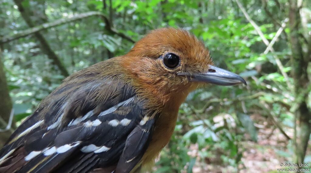 Amazonian Antshrike female adult