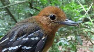 Amazonian Antshrike