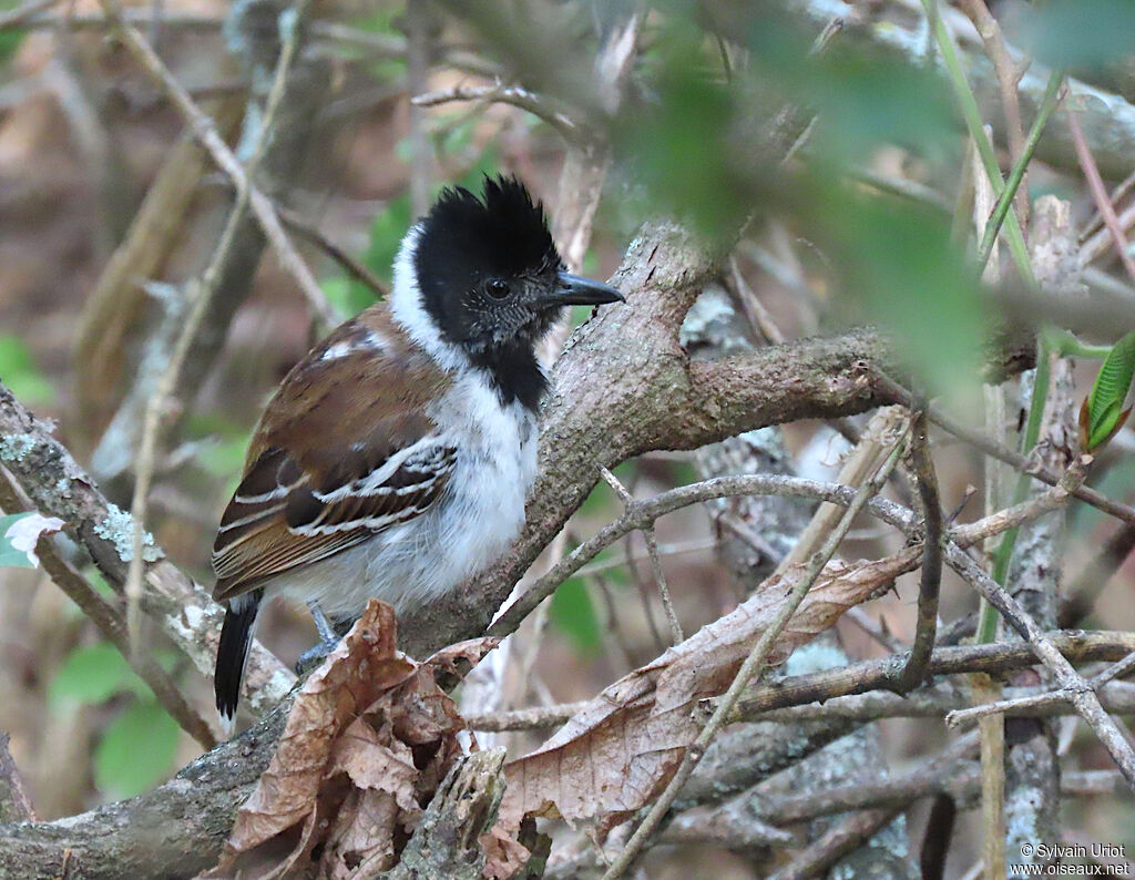 Collared Antshrike male adult