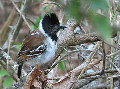 Collared Antshrike