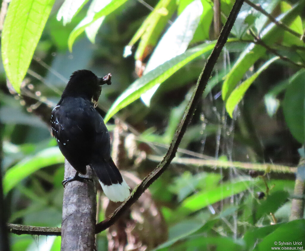 Band-tailed Antshrike male adult