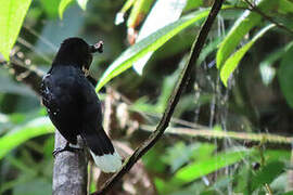 Band-tailed Antshrike